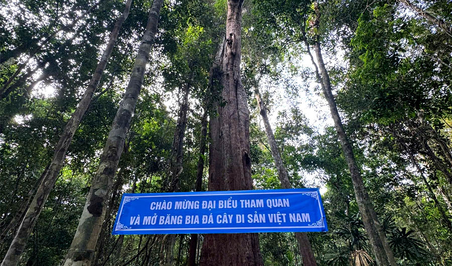 Sáu[-]cây[-]đầu[-]tiên[-]của[-]tỉnh[-]Kiên[-]Giang[-]được[-]công[-]nhận[-]Cây[-]Di[-]sản[-]Việt[-]Nam